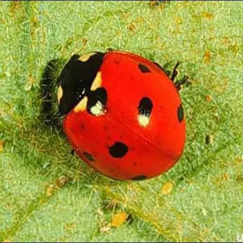 thumbnail for publication: Ladybirds, Ladybird beetles, Lady Beetles, Ladybugs of Florida, Coleoptera: Coccinellidae